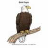 BIG BOLD BIRDS (3) Big Bold Birds — Easy Coloring Book for Adults & Seniors with Shaky Hands