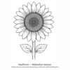 BIG BOLD FLOWERS (5) Big Bold Flowers — Easy Coloring Book for Adults with Parkinson's, Arthritis & Tremors
